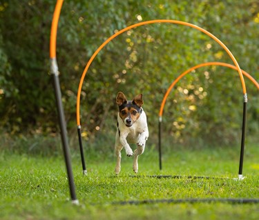 Hoopers bågar