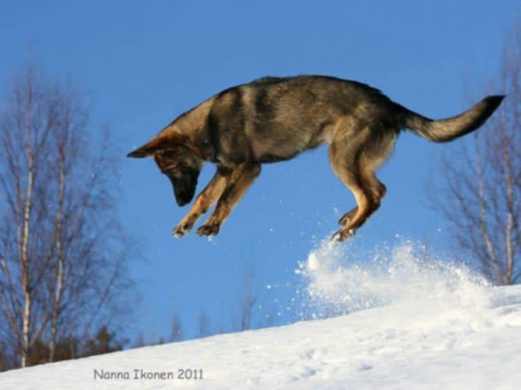 Schäfer som hoppar i snön