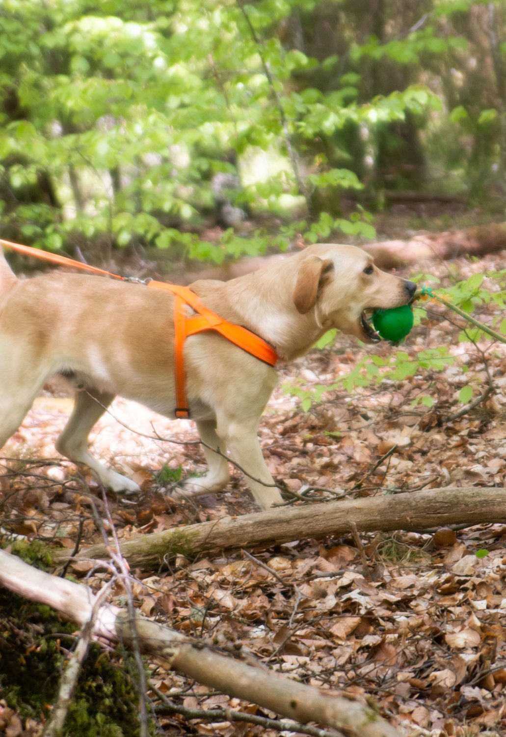 Labbe I Skogen Med Boll
