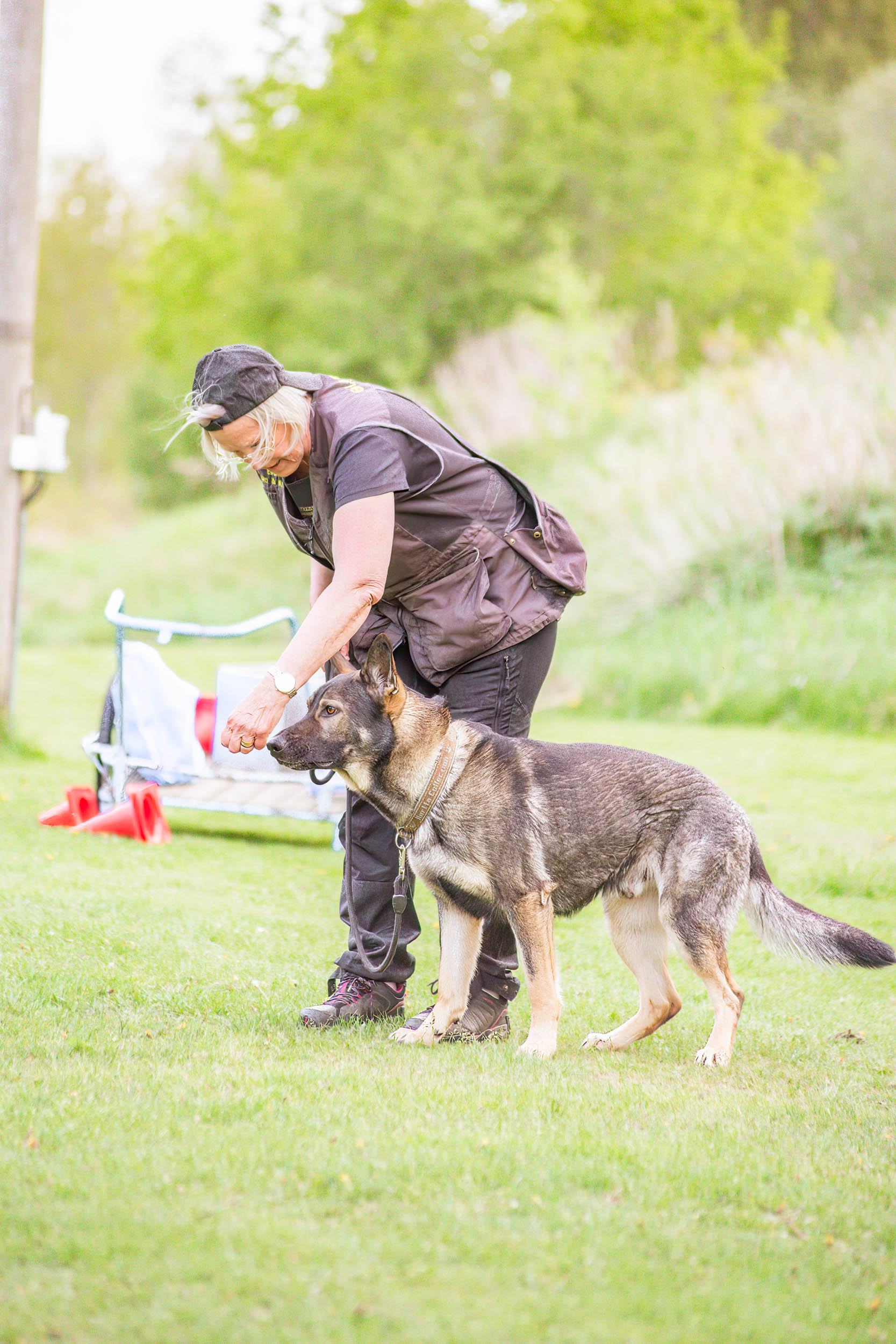 Årets Hund 2024 - Årets Hund Rallylydnad