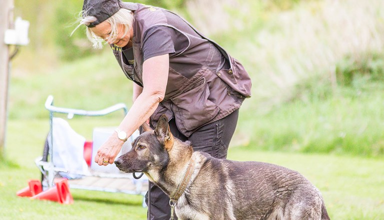 Årets Hund 2024 - Årets Hund Rallylydnad