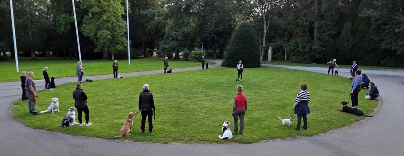 Hundträning i grupp. Flertal hundar sitter i en rund ring med en instruktör i mitten.