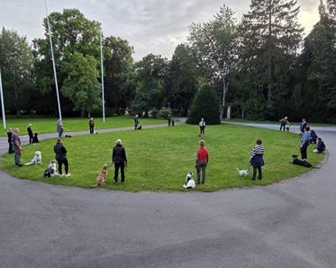 Hundträning i grupp. Flertal hundar sitter i en rund ring med en instruktör i mitten.