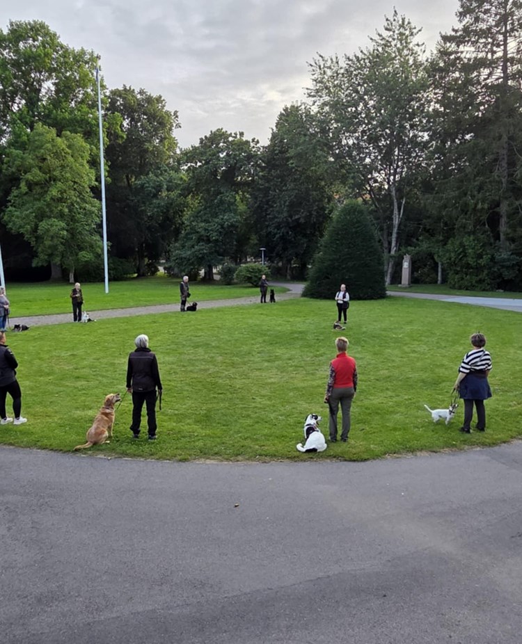 Hundträning i grupp. Flertal hundar sitter i en rund ring med en instruktör i mitten.