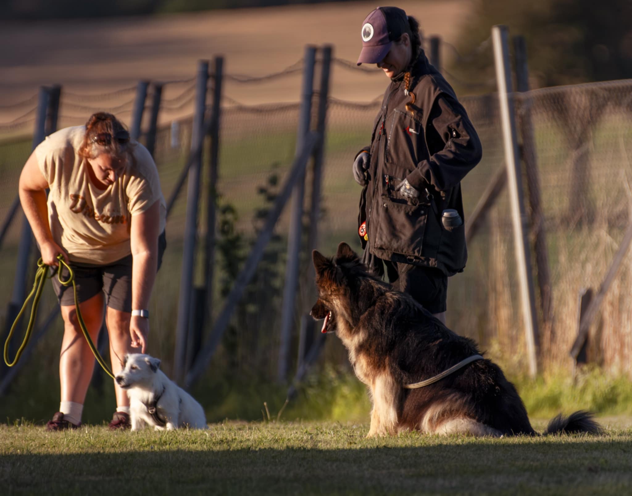 Två hundar och hundförare som tränat platssittning. 