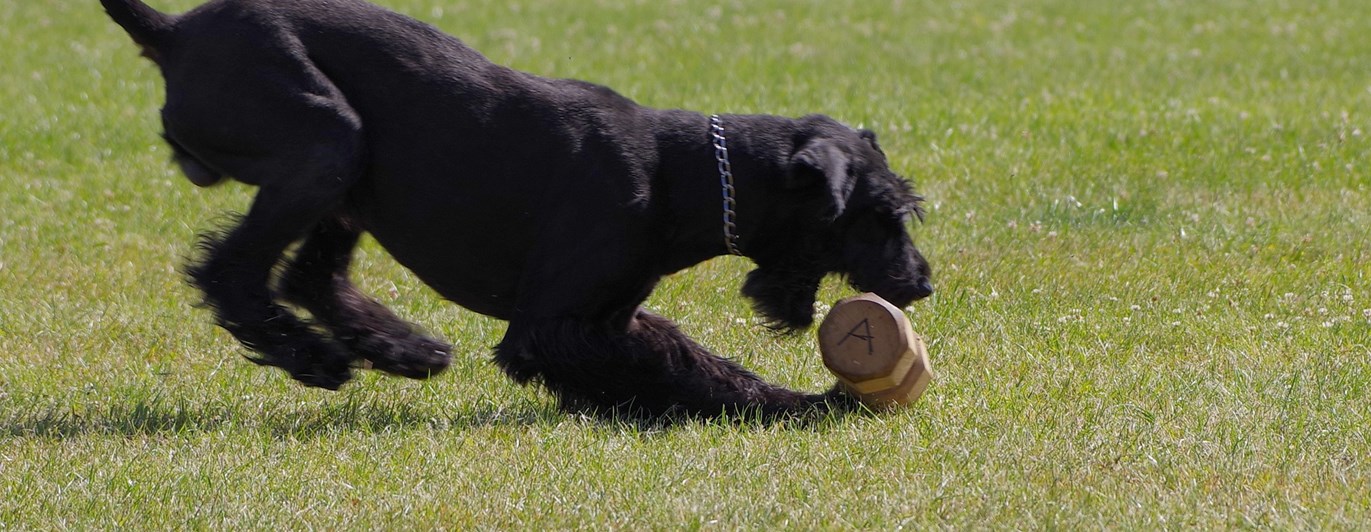 Risenschnauzer tar upp en apportbock