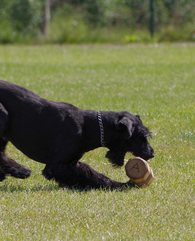 Risenschnauzer tar upp en apportbock