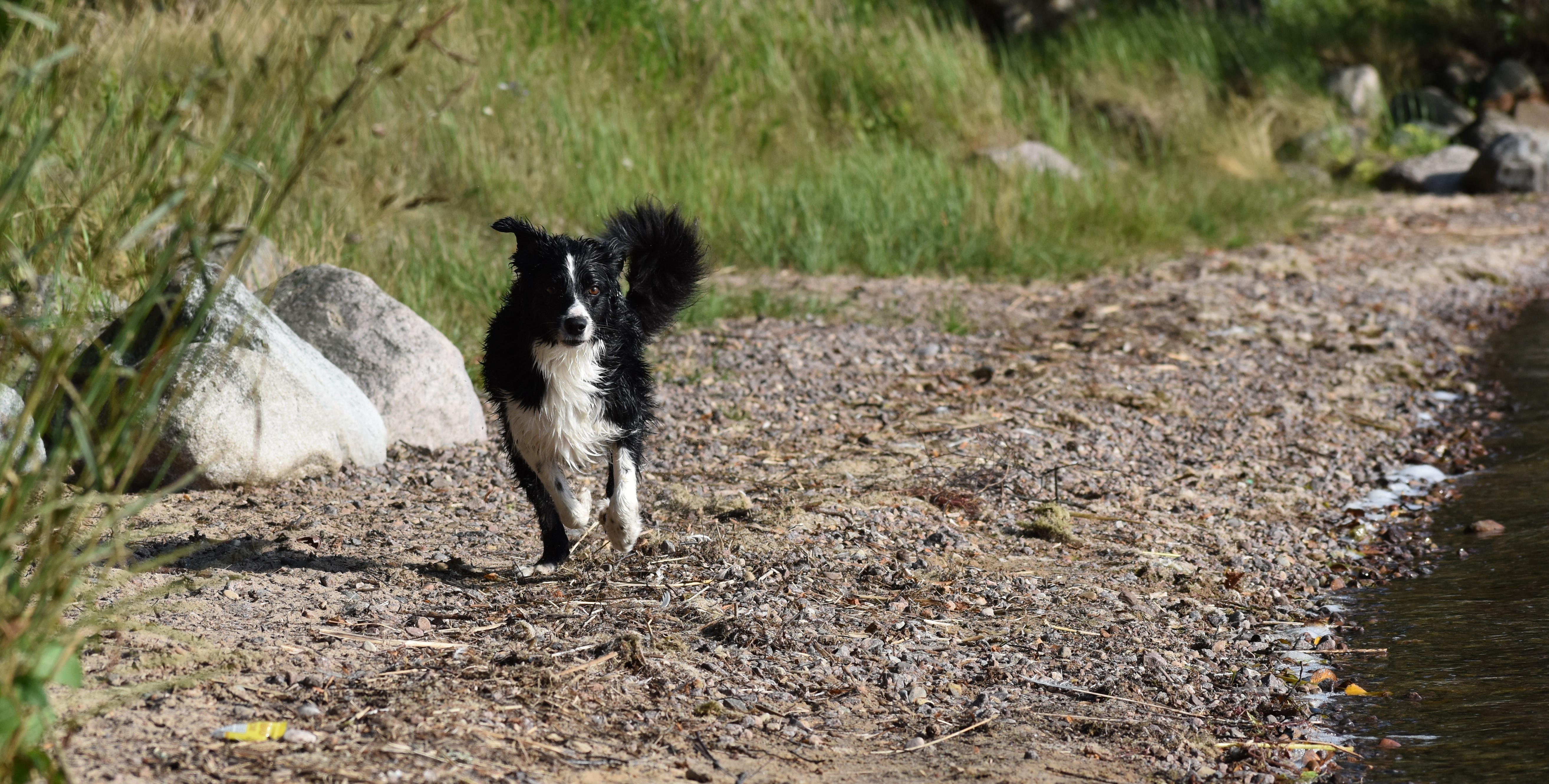Blöt Bordercollie springer på strand