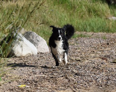 Blöt Bordercollie springer på strand