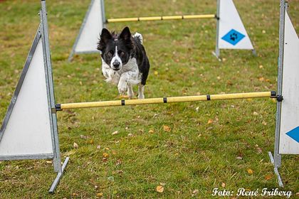 Hund som hoppar hinder