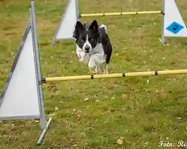 Hund som hoppar hinder