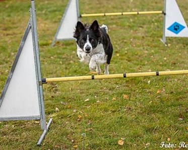 Hund som hoppar hinder
