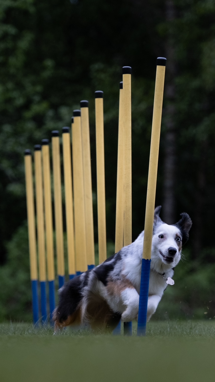 Hund i slalom i agility