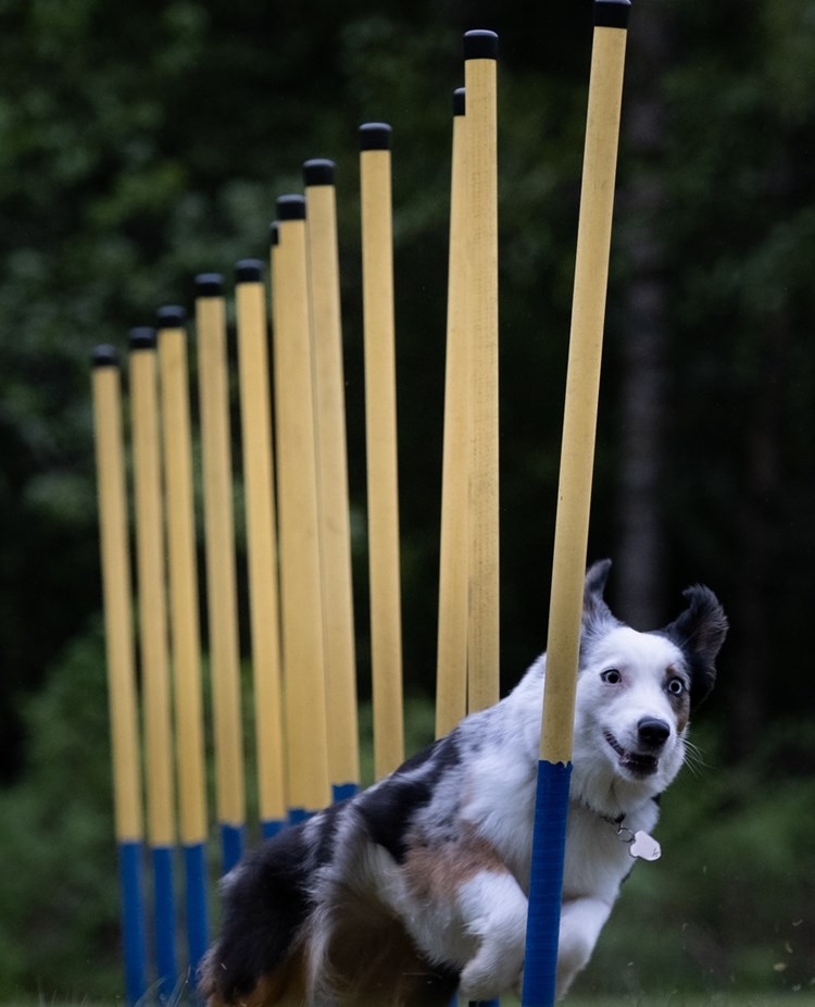 Hund i slalom i agility