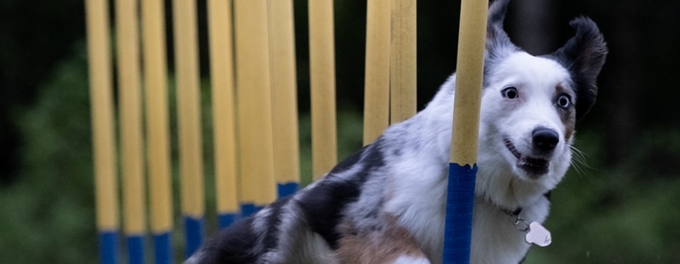 Hund i slalom i agility