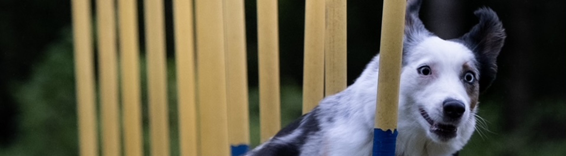 Hund i slalom i agility