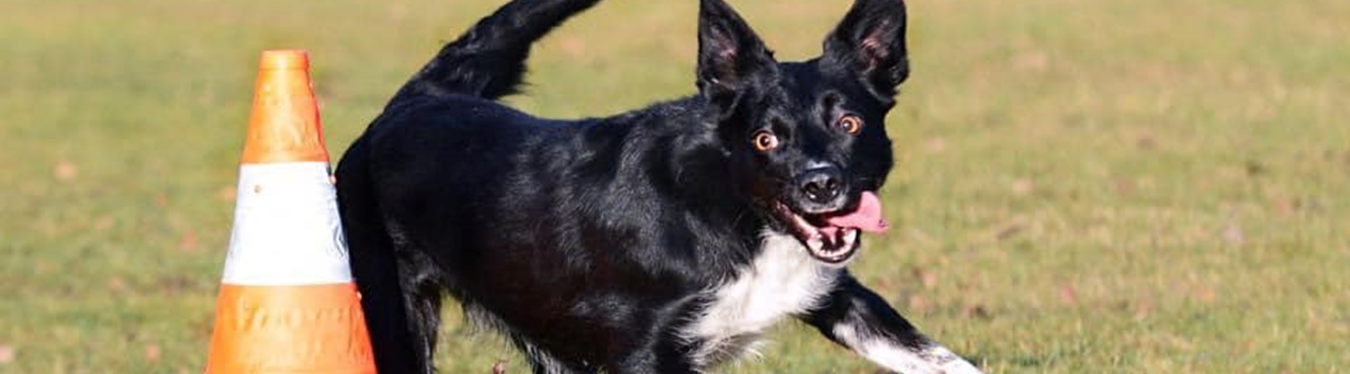 Hund rundar en kon i full fart