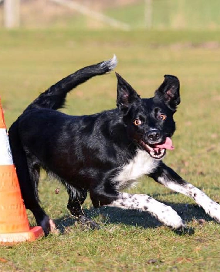 Hund rundar en kon i full fart