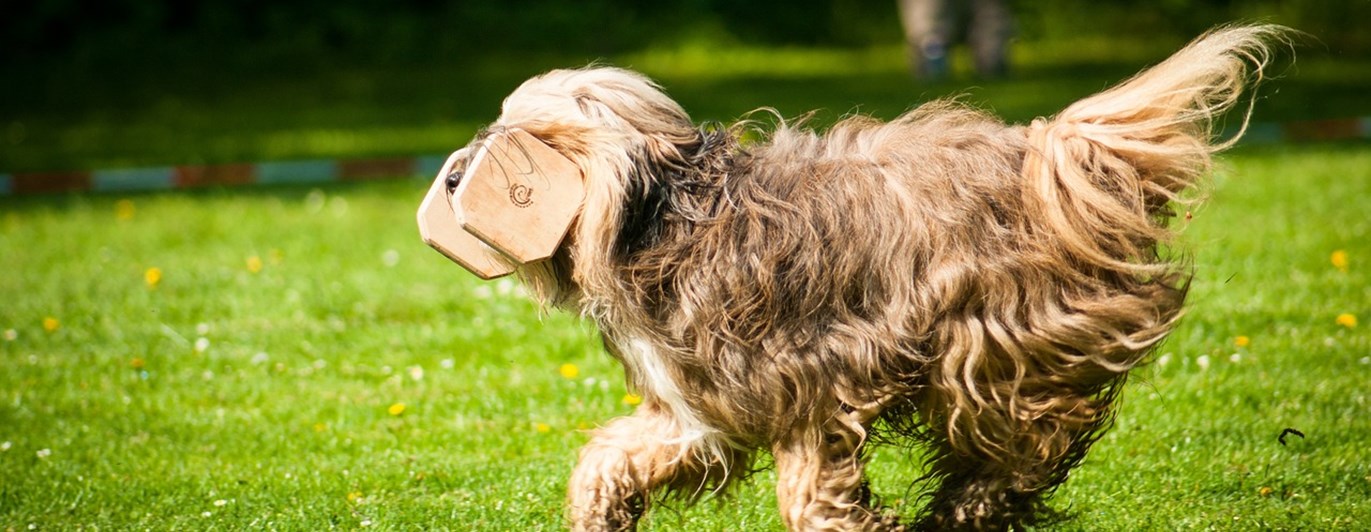 Hund som springer med en apportbock