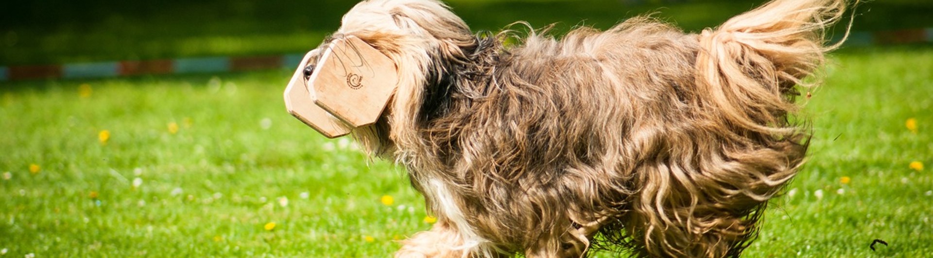 Hund som springer med en apportbock