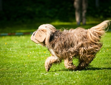 Hund som springer med en apportbock