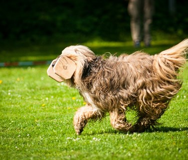 Hund som springer med en apportbock