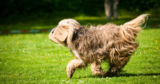Hund som springer med en apportbock