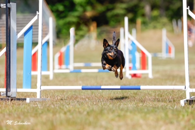 Torslanda Öckerö Brukshundklubb agility