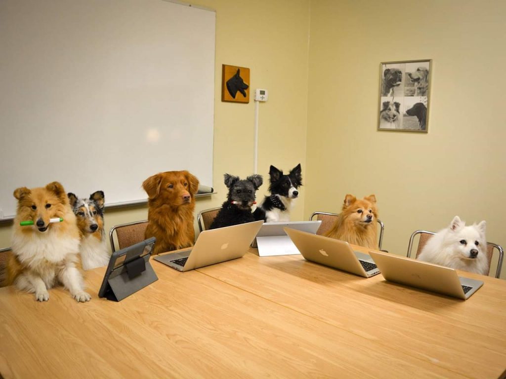 Bord med hundar som ska ha möte