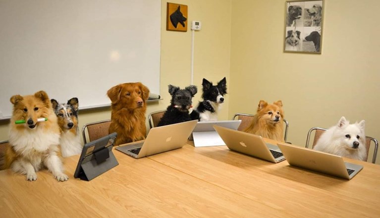 Bord med hundar som ska ha möte