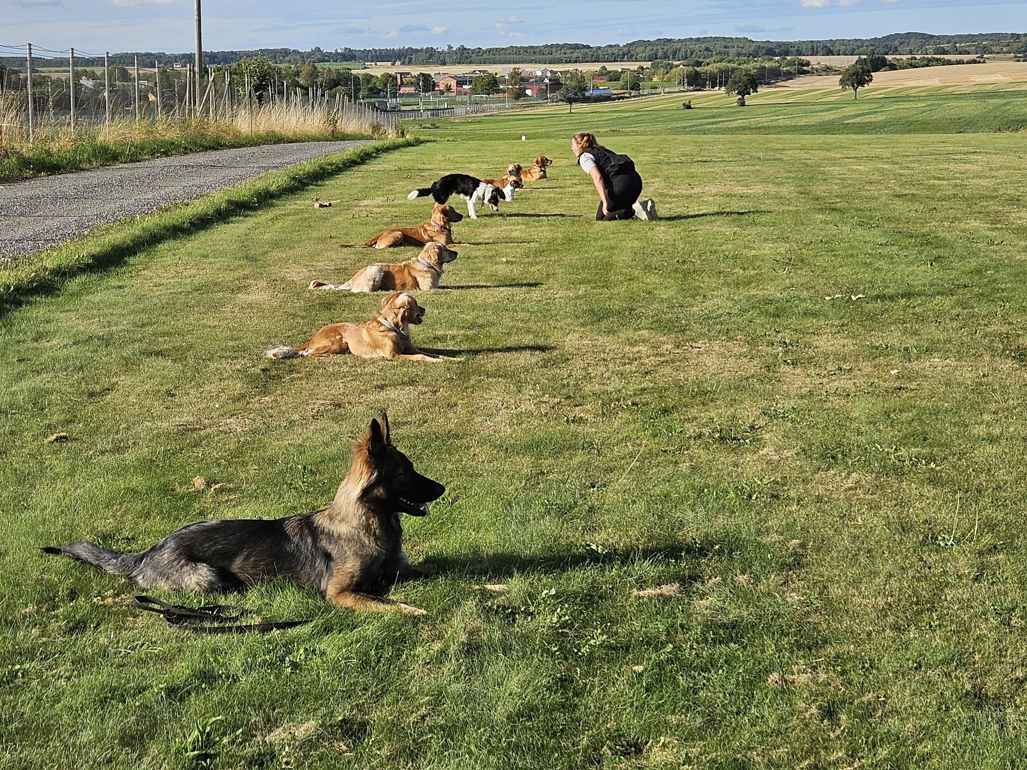 Sju hundar som ligger på rad på en grön gräsmatta. 