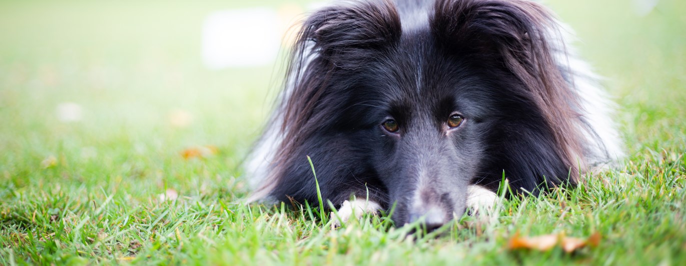 Hund som ligger på gräsplan