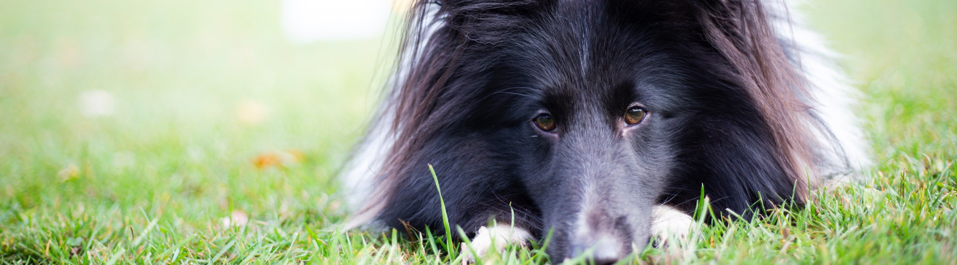 Hund som ligger på gräsplan