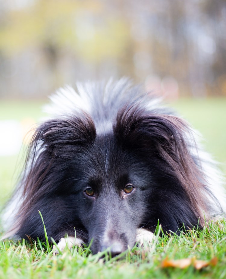 Hund som ligger på gräsplan