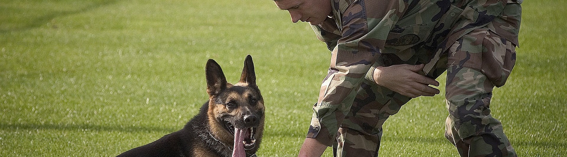 schäfer ligger på marken medan en man med militärkläder står bredvid