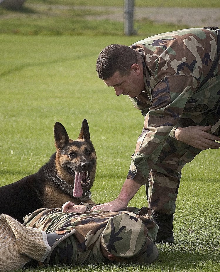 schäfer ligger på marken medan en man med militärkläder står bredvid
