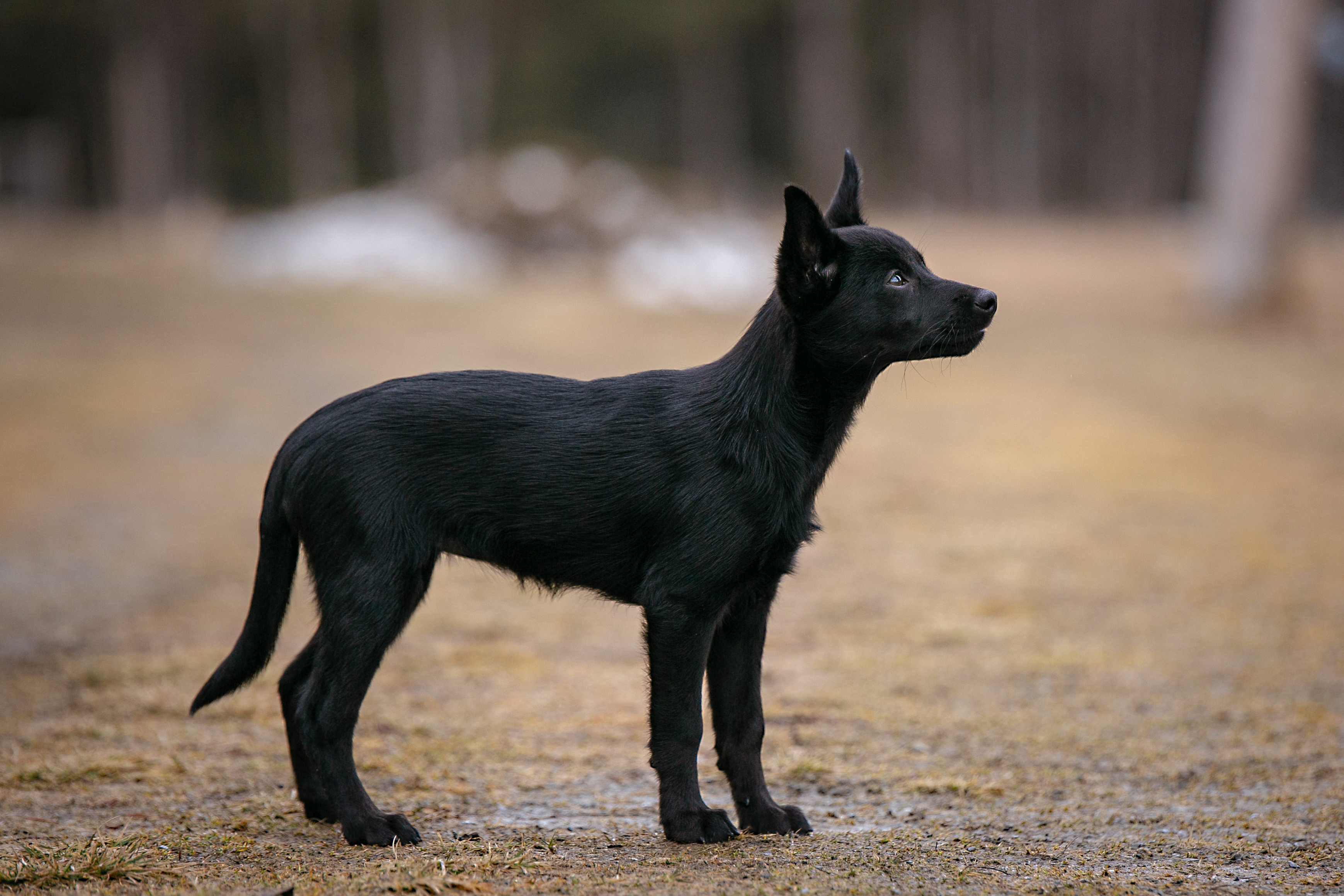 Kelpievalp som står och tittar åt höger