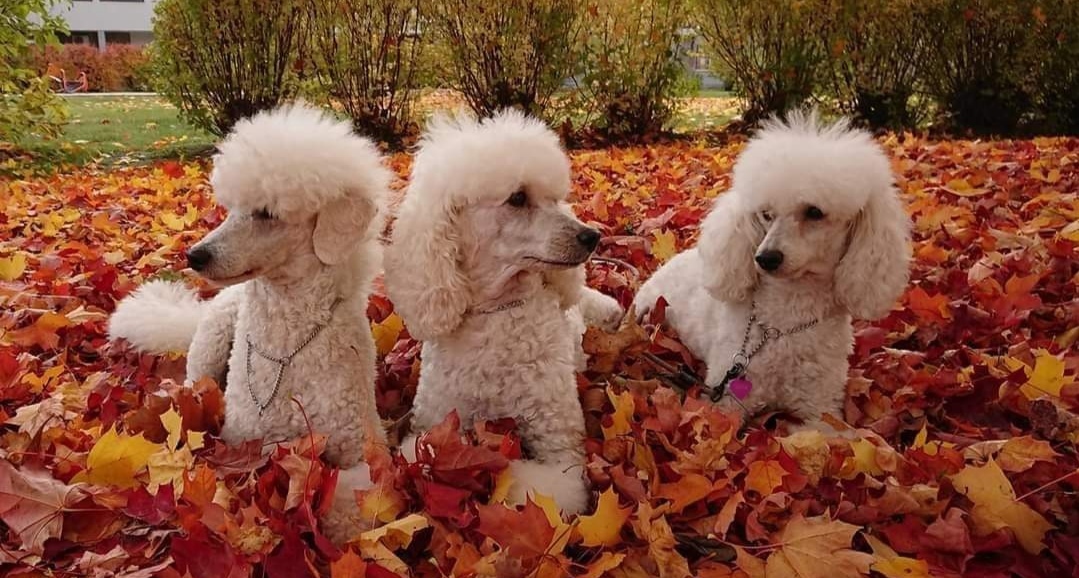 Helena Liljas tre vita mellanpudlar