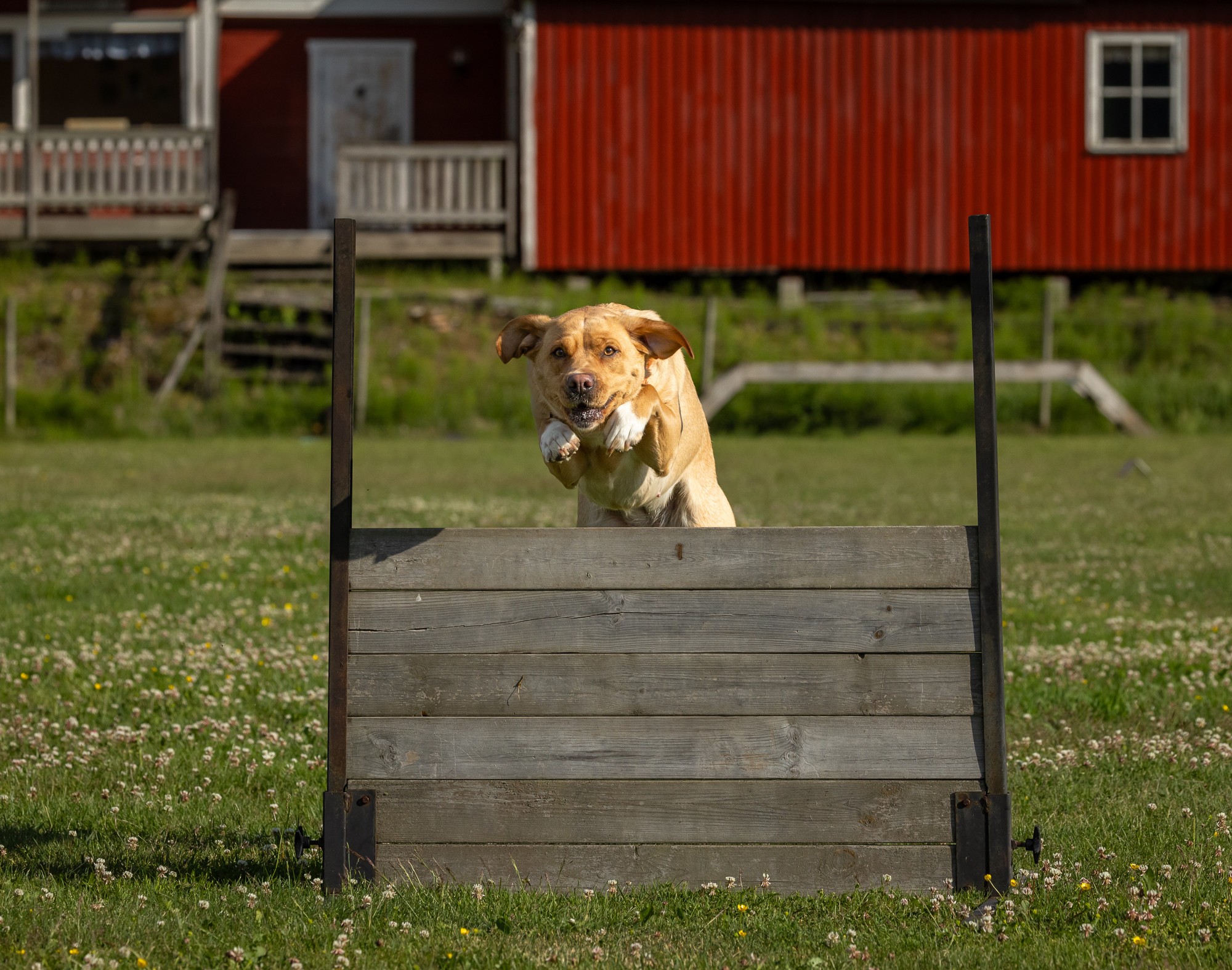 Hund som hoppar över hinder.