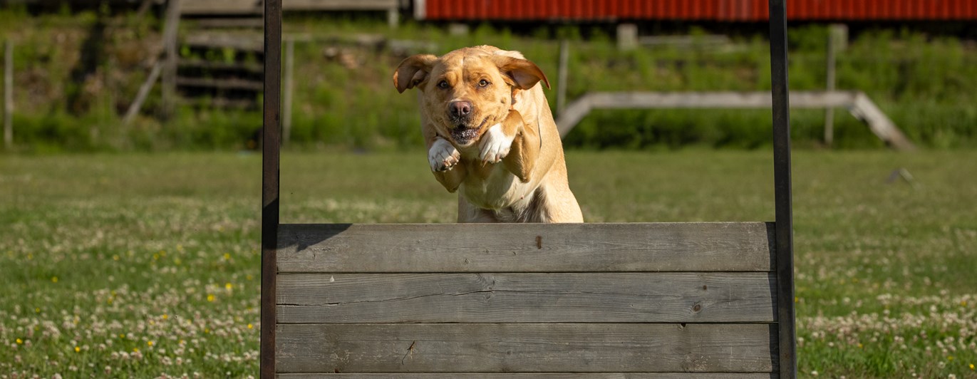 Hund som hoppar över hinder.