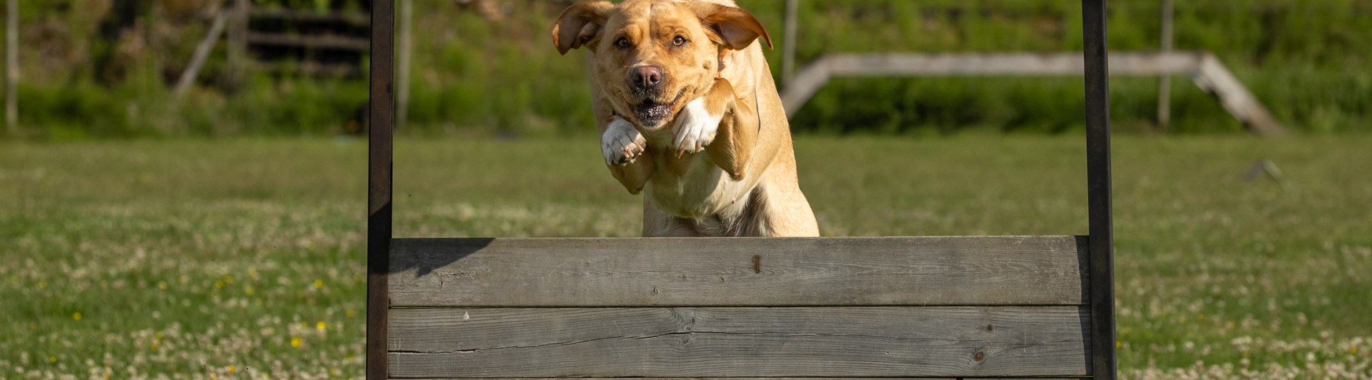 Hund som hoppar över hinder.