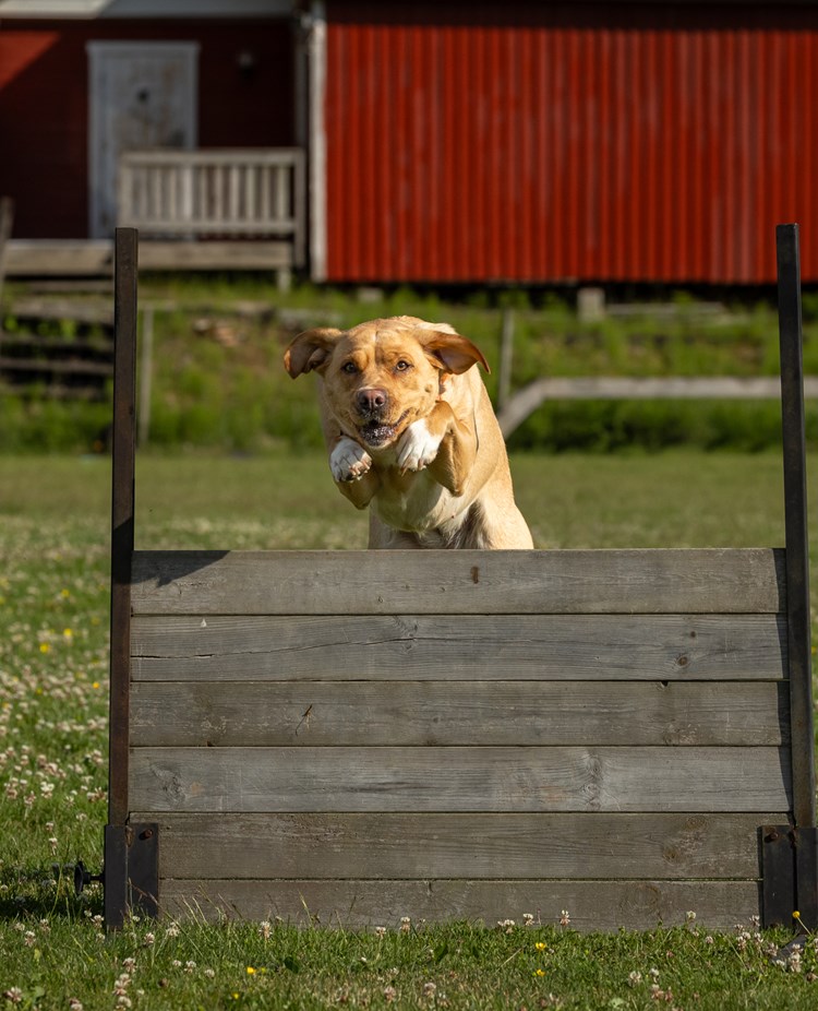 Hund som hoppar över hinder.
