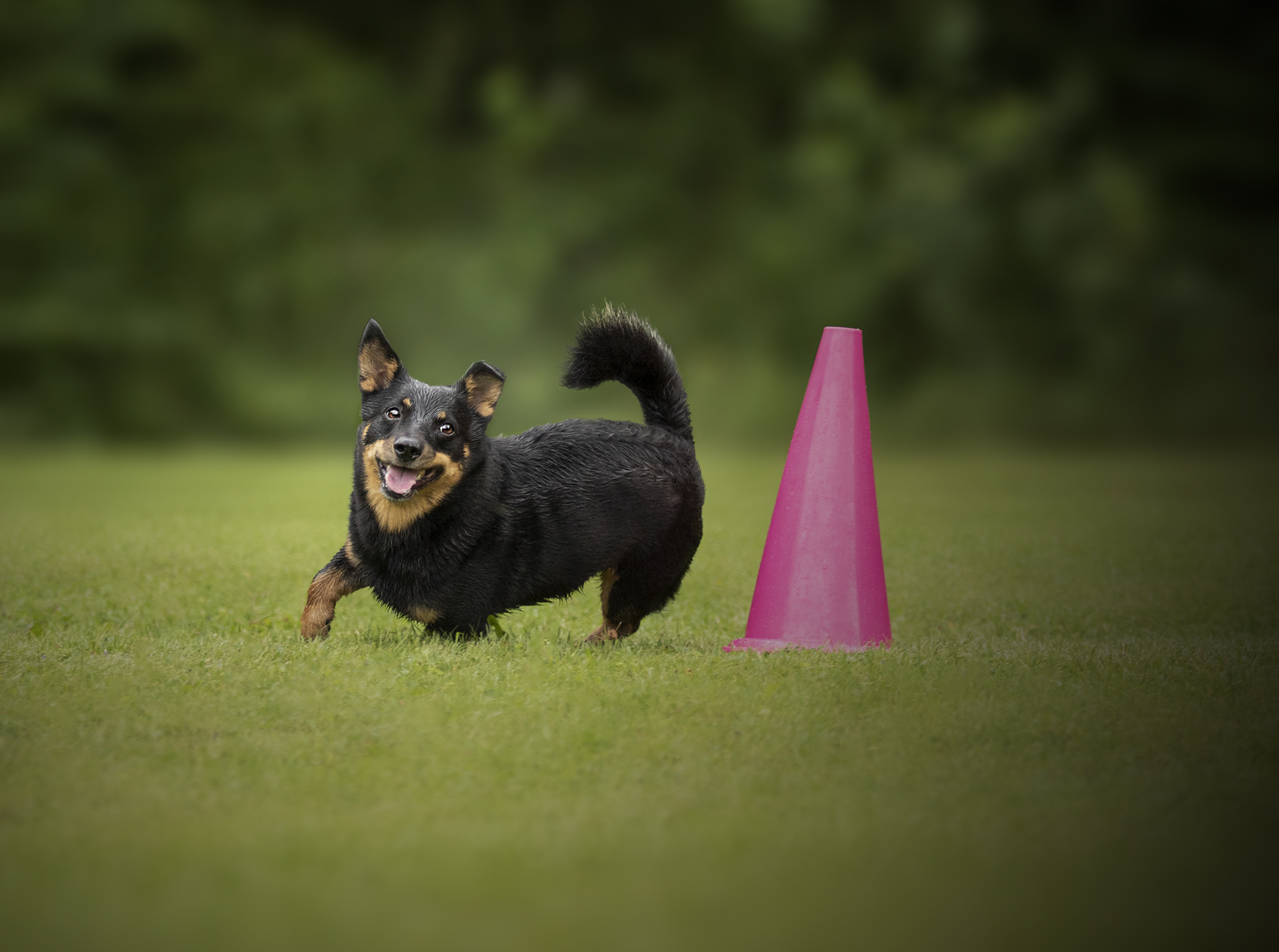 Hund som rundar en rosa kon