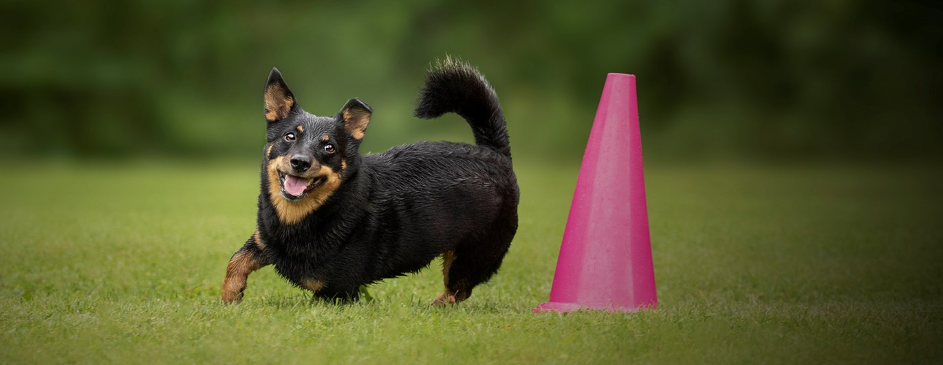 Hund som rundar en rosa kon