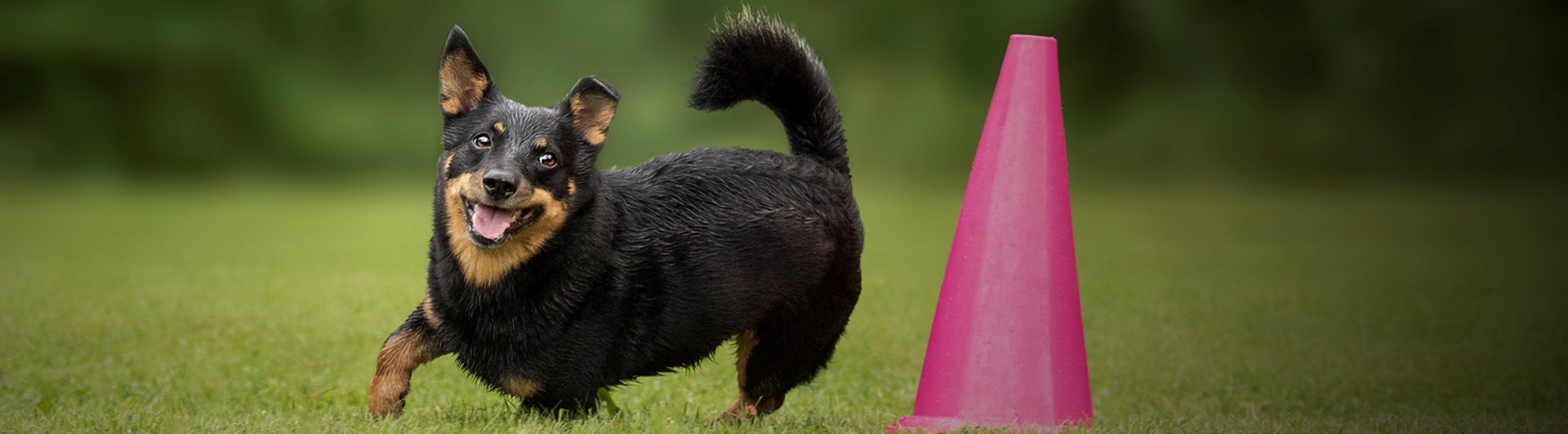 Hund som rundar en rosa kon