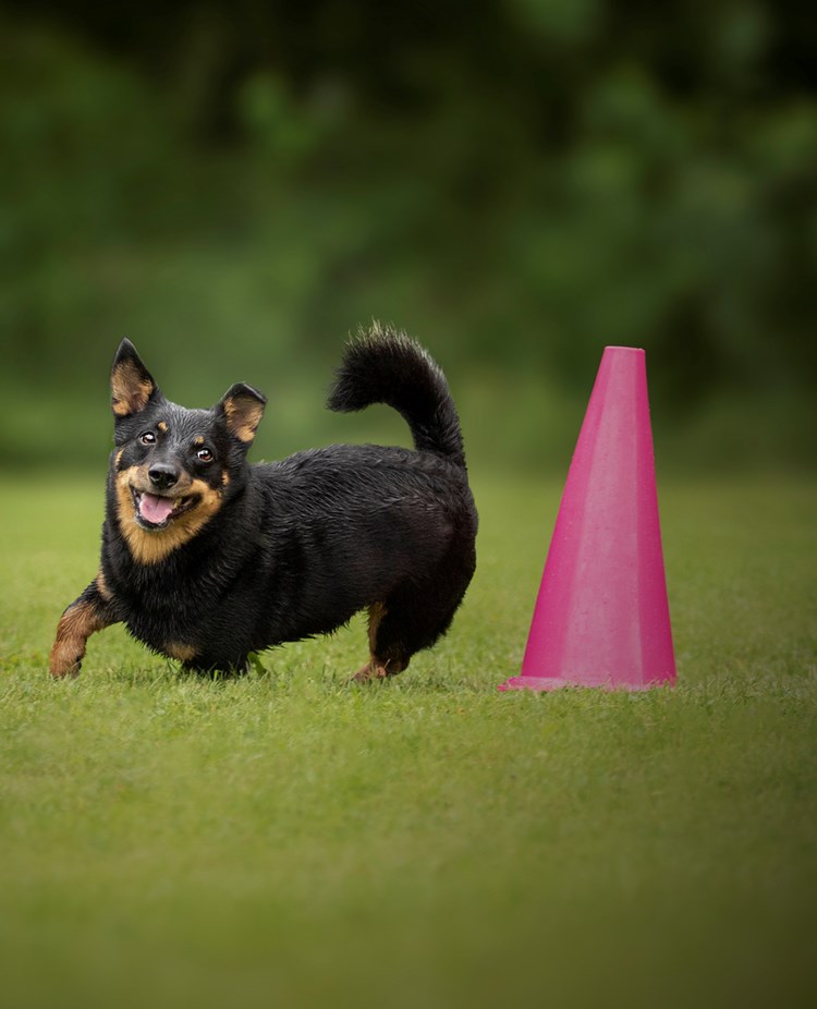 Hund som rundar en rosa kon