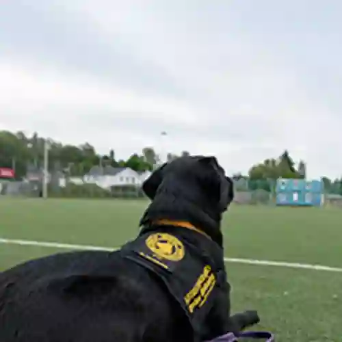 Barnet tränar fotboll medan assistanshunden ligger fint och väntar