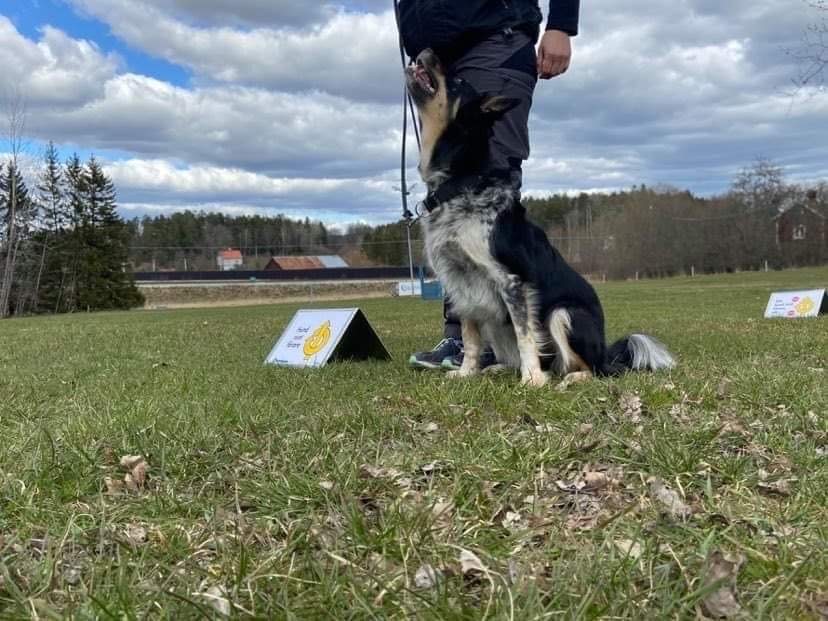 Border collie som utför ett moment i rallylydnad