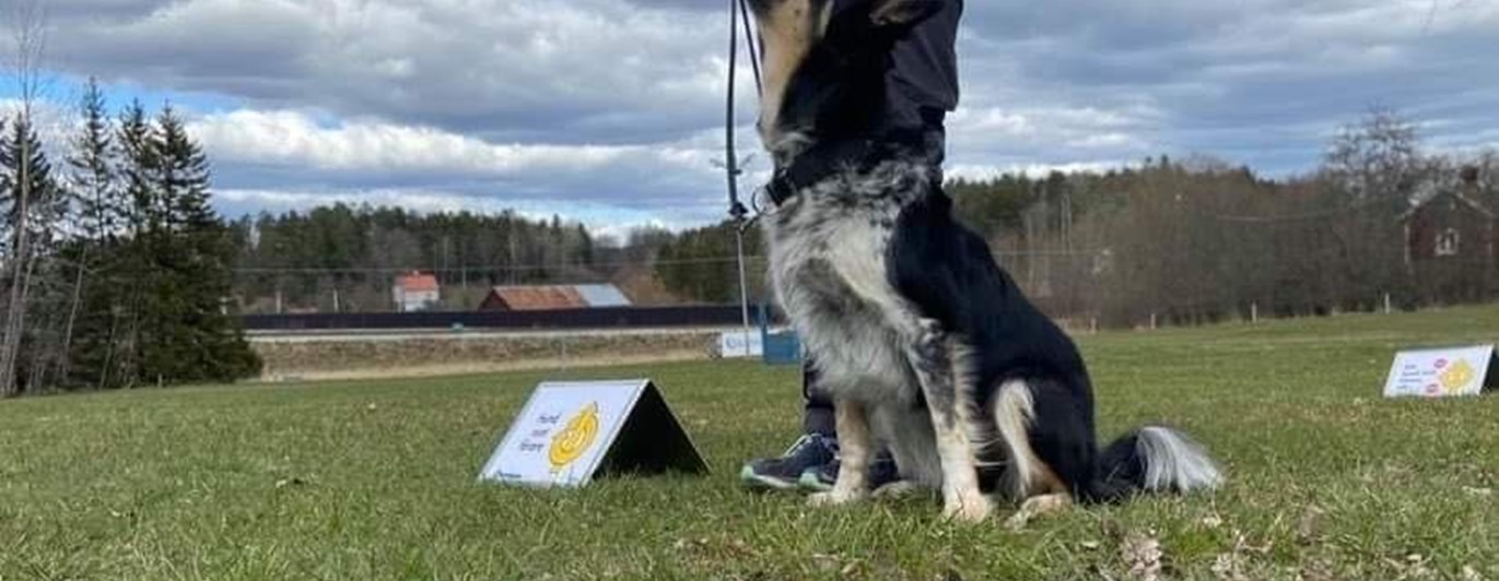 Border collie som utför ett moment i rallylydnad