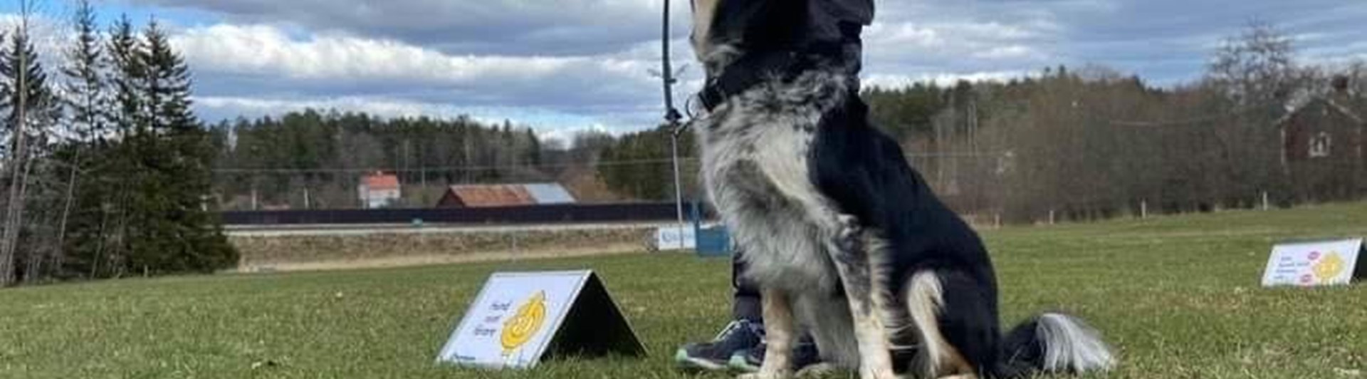 Border collie som utför ett moment i rallylydnad